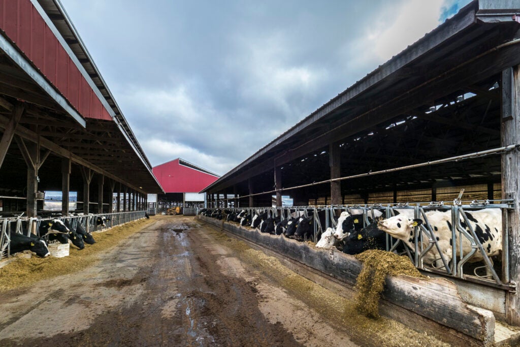 Holstein cows feed on the Reinford Farms outside of Mifflintown, Pennsylvania, January 24, 2018.USDA Photo by Preston Keres