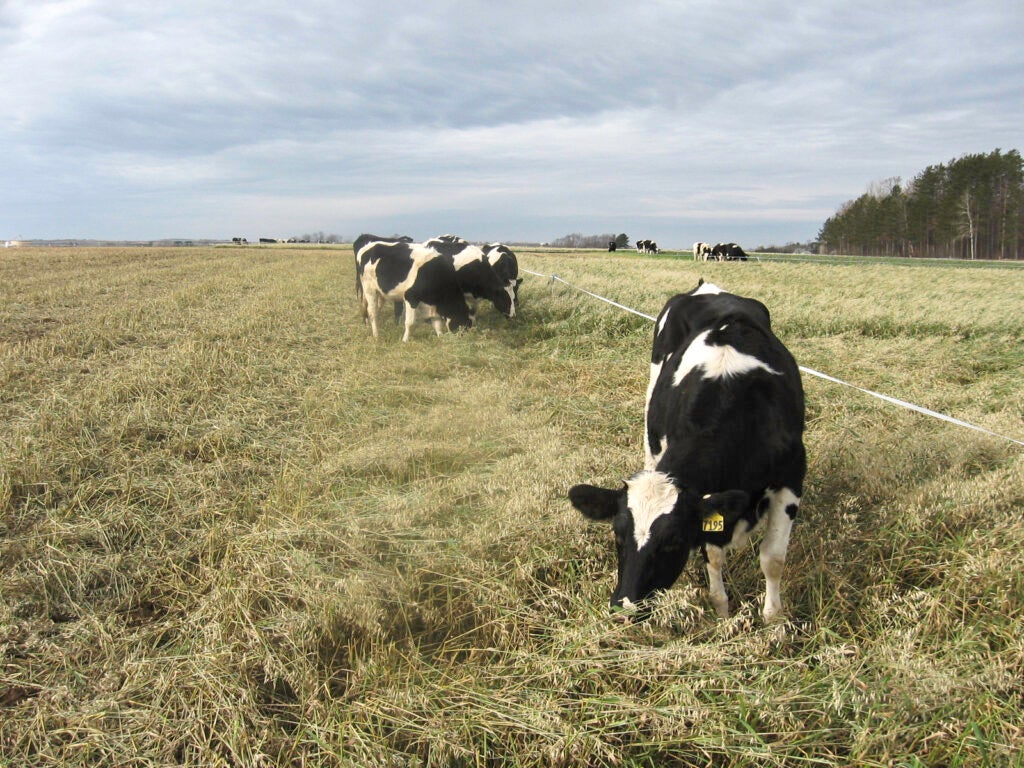 Black and white dairy cattle grazing from USDA. 