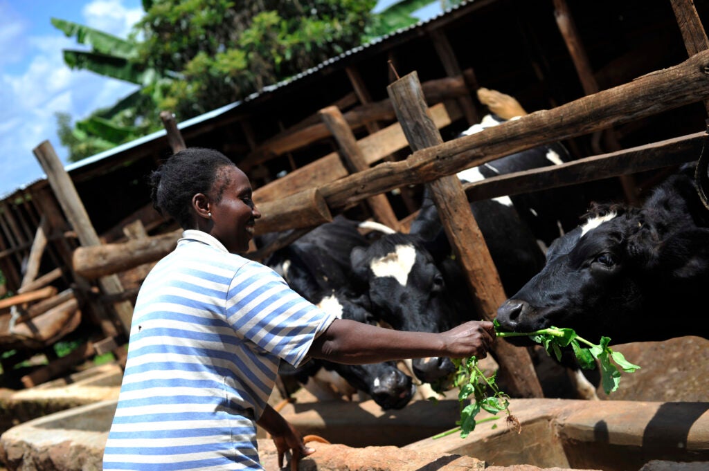 Molly Nyambura, member of Lynjack self-help group, working in her farm in Kiambu County. Photo courtesy of USAID Kenya.