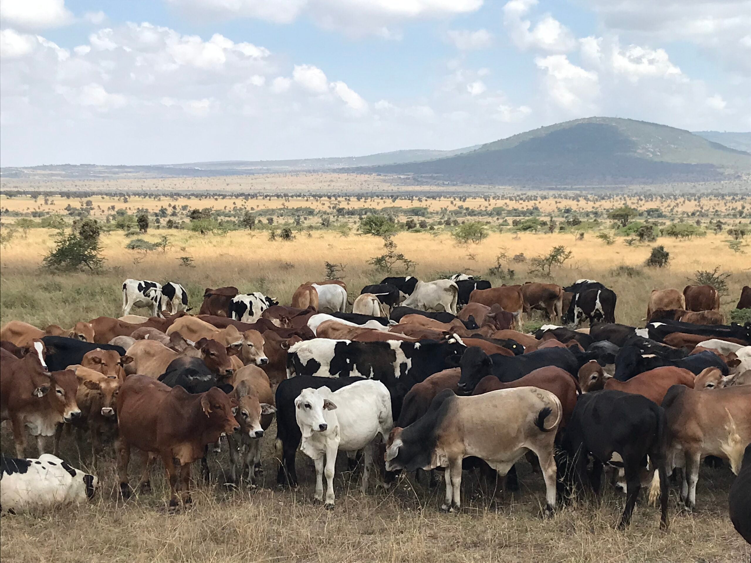 many cows in dry land with mountain