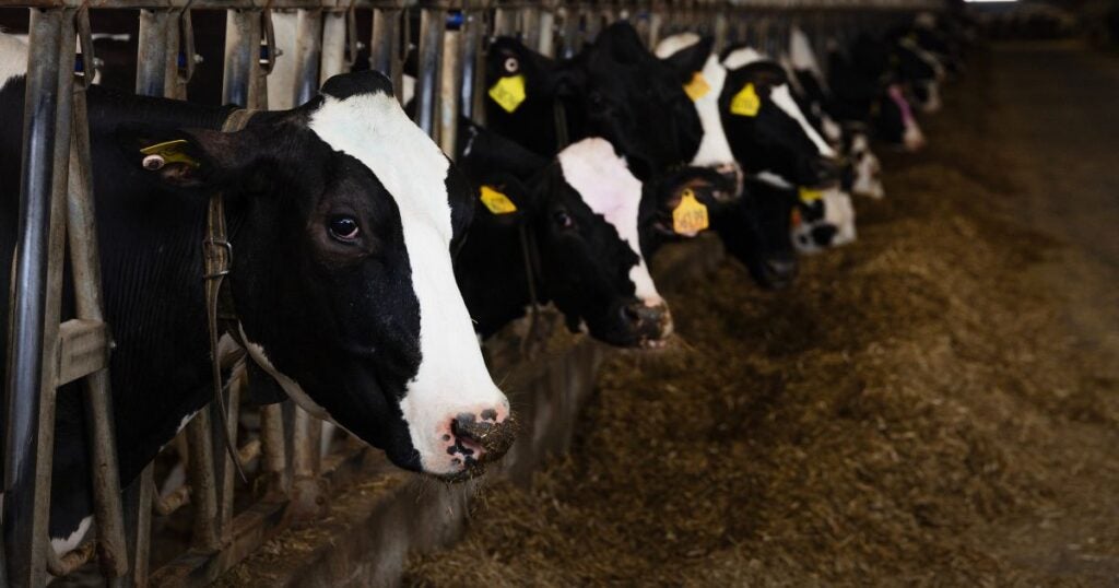 Accurate enteric methane measurements from dairy cows are essential