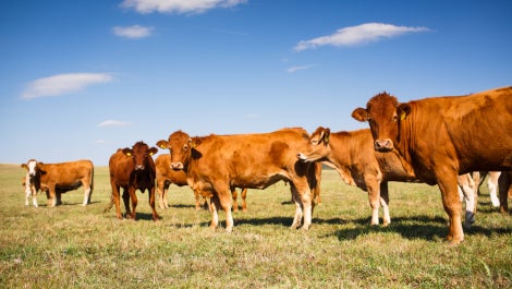 Cows in field