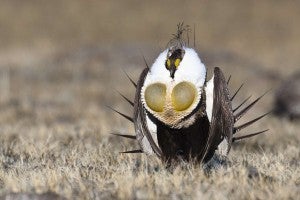 The greater sage-grouse, an icon of the energy-rich sagebrush deserts across 11 Western states, is poised to lose 71 percent of its breeding range by 2080.
