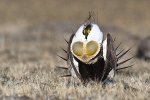 greater sage grouse