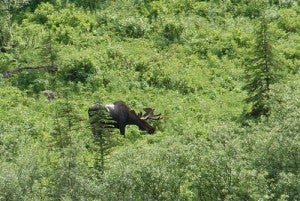 Moose could be among the California wildlife threatened by climate change and agronomic shifts. 