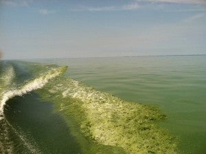 Toxic algae bloom in Lake Erie. Photo credit: NOAA
