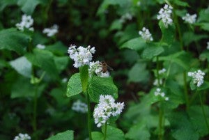 Bees enjoy the buckwheat cover crop in the author’s kitchen garden.