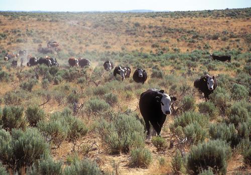 Cattle ranching and greater sage-grouse can not only co-exist, but thrive. Or, as some would say, "What's good for the herd is good for the bird."