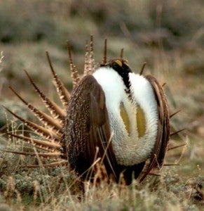 The greater sage-grouse