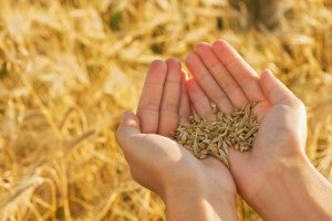 WheatInHands_23216749_Shutterstock.com_RF