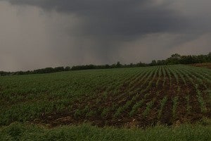 rain on farm