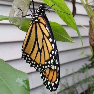 Nearly a billion monarch butterflies have vanished since 1990.