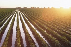 31144_Irrigated Field.JPG