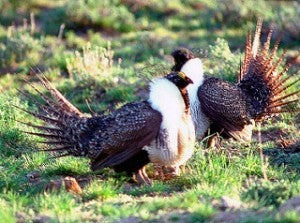 sage grouse