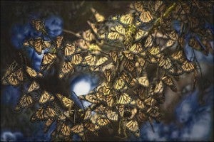 Monarchs cluster in pine, cypress and non-native eucalyptus trees branches, flying about only when absolutely necessary to refuel and escape predators.