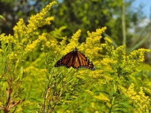 Monarchs cannot survive without milkweed; their caterpillars only eat milkweed plants, and monarch butterflies need milkweed to lay their eggs. With shifting land management practices, we have lost much milkweed from the landscape.