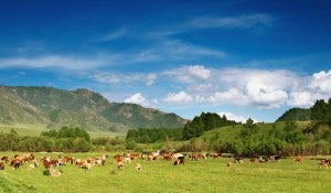 grazingcows_8475832_shutterstock.com_RF