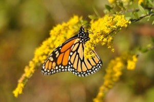 My colleagues and I are working with key partners in agriculture to develop a new conservation tool for the monarch butterfly.