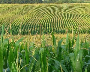 corn field