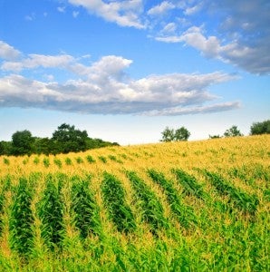 Cornfield in Alamy