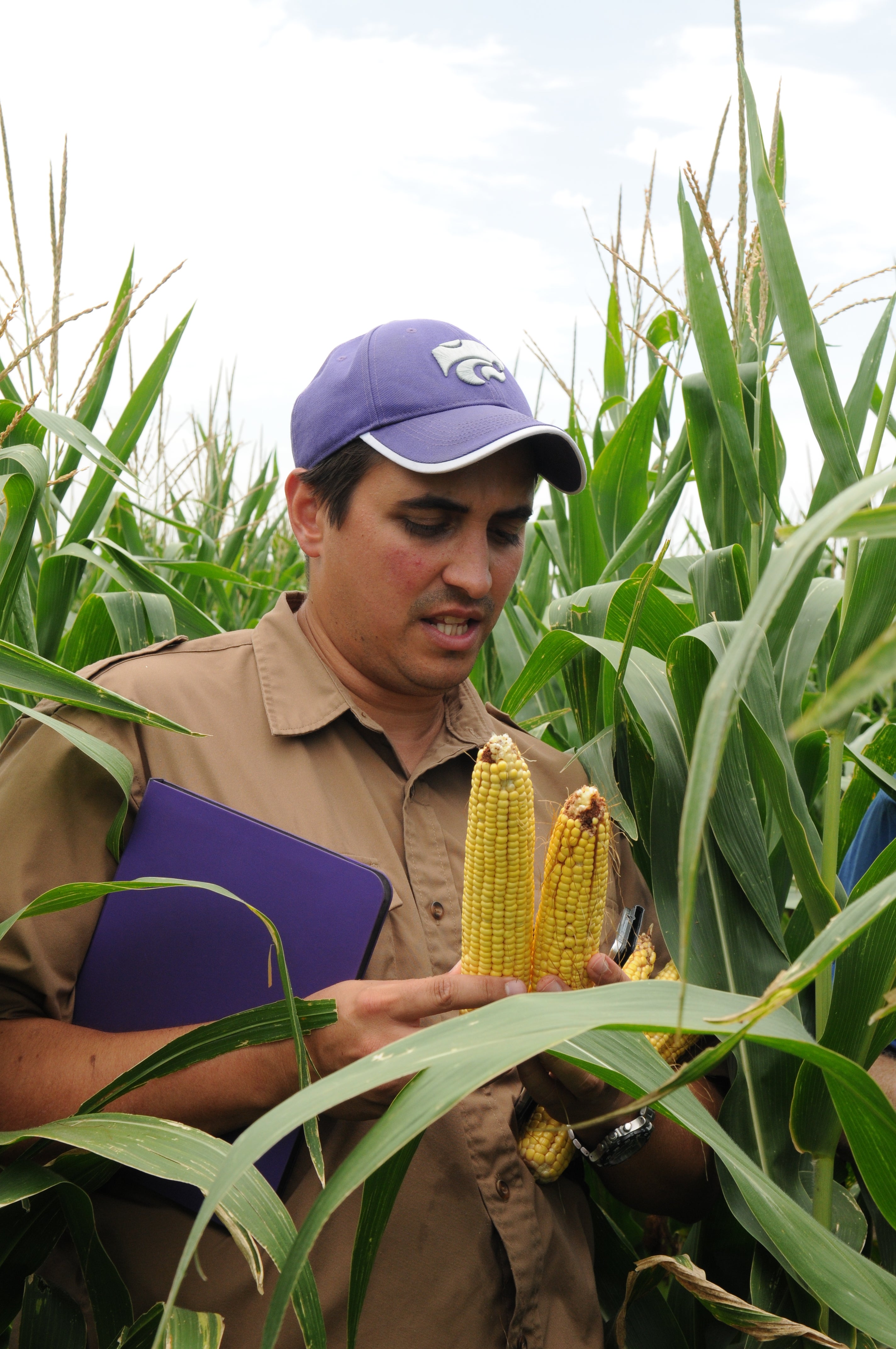 Farmer analyzing corn