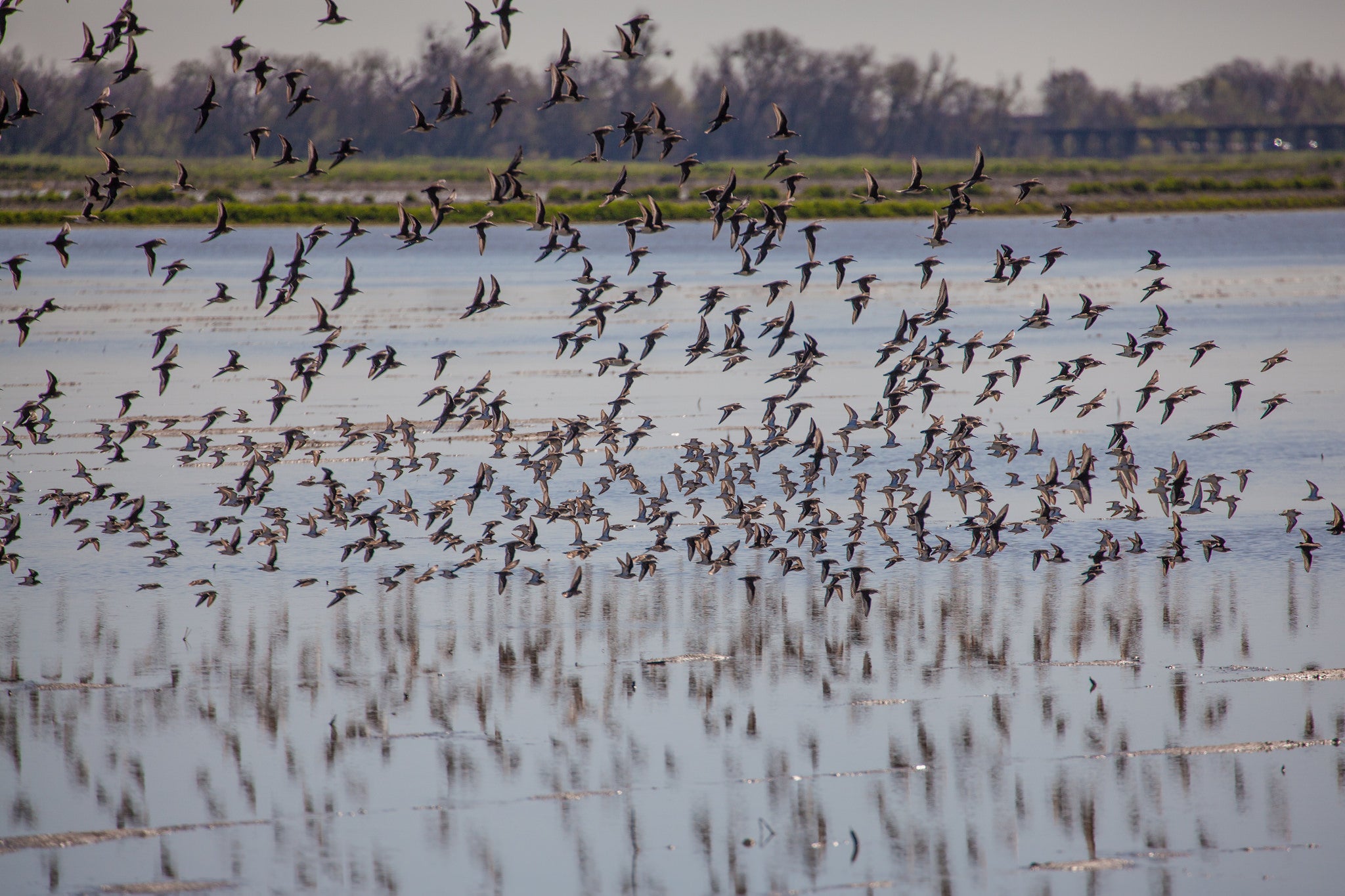 Birds take flight. Photo credit: Mathew Grimm