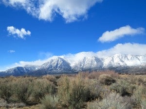 Sagebrush in Carson Valley, Nevada. Photo credit: Flickr user loren chipman.