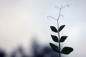Plant against gray sky