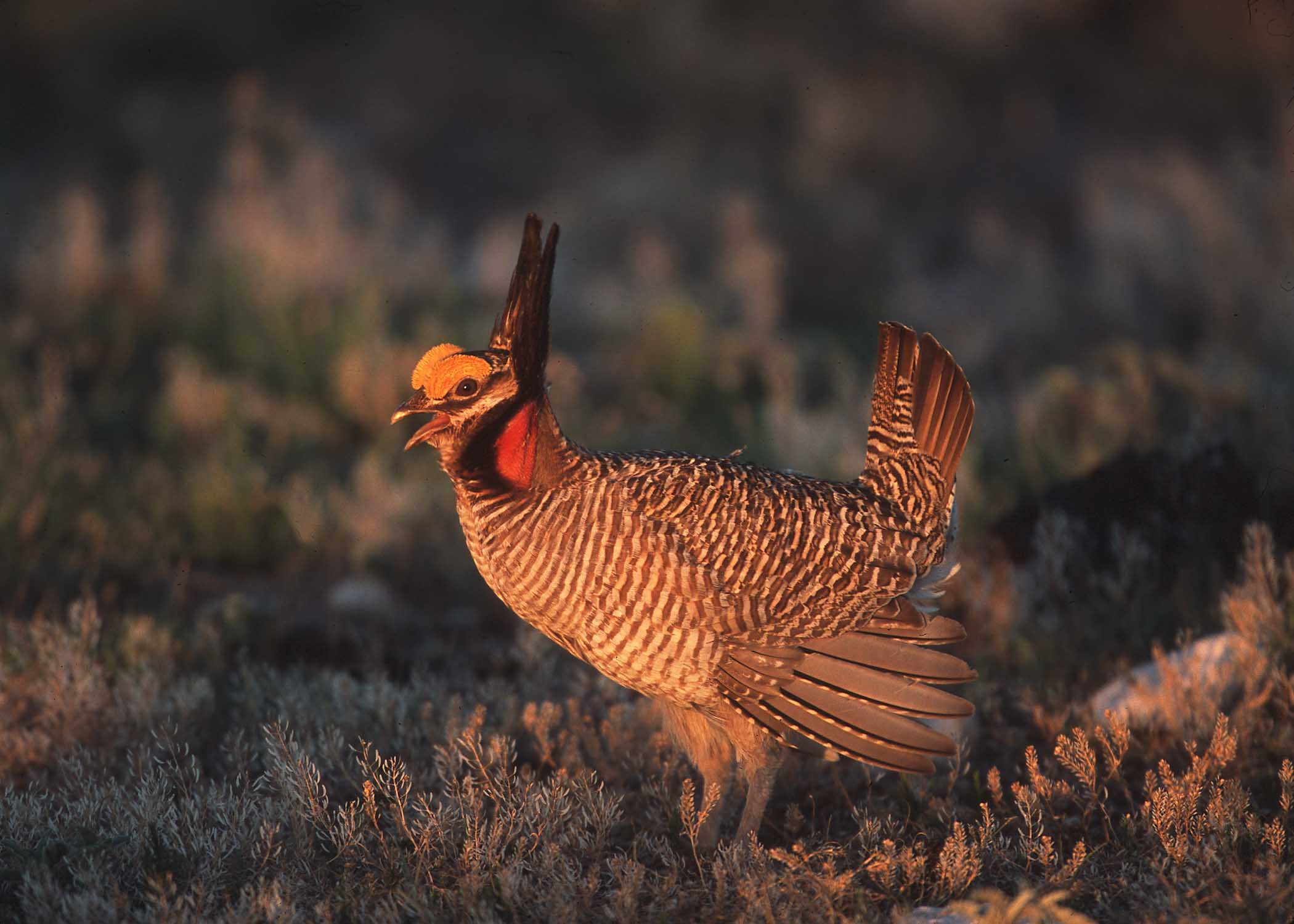 Lesser prairie-chicken. Photo credit: USDA NRCS