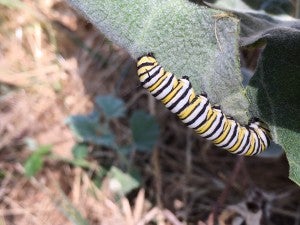 A monarch caterpillar eats showy milkweed at Davis Ranch in Colusa, California.