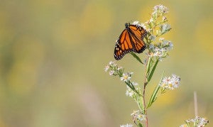 EDF is working to develop the Monarch Butterfly Habitat Exchange to engage the agricultural community in the fight against extinction. 