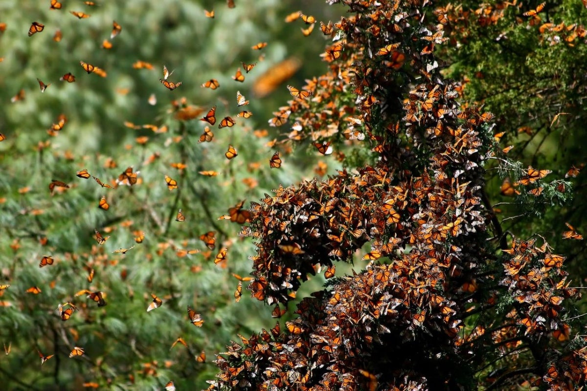Combating a Royal Loss: Mexico Communities are Fighting to Protect the  Migratory Monarch Butterfly's Habitat Before These Vital Lands and Insects  Disappear