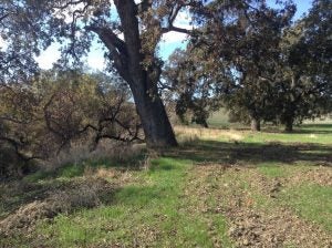 Giant valley oaks line the creek channel at Yanci Ranch. A healthier riparian forest would have a dense canopy and shrub understory, which provide important food sources and habitat for species. 