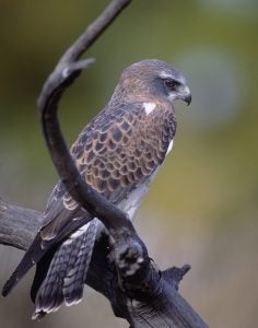 The Swainson's hawk will need to be protected from the effects of climate change 