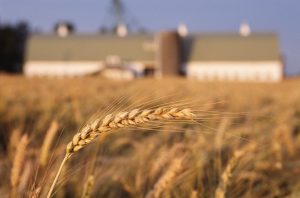 Conservation practices help make this wheat field more profitable 