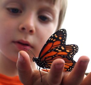 Young boy holds butterfly