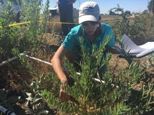 Researcher counts milkweeds and wildflower stems 