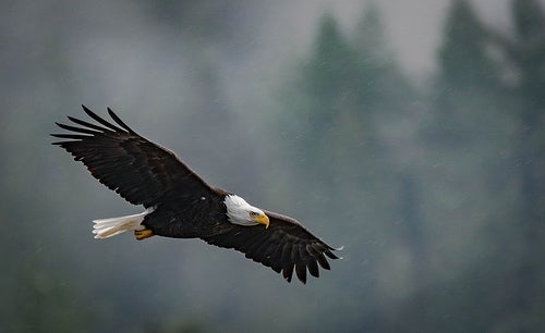 Bald eagle soars thanks to endangered species act
