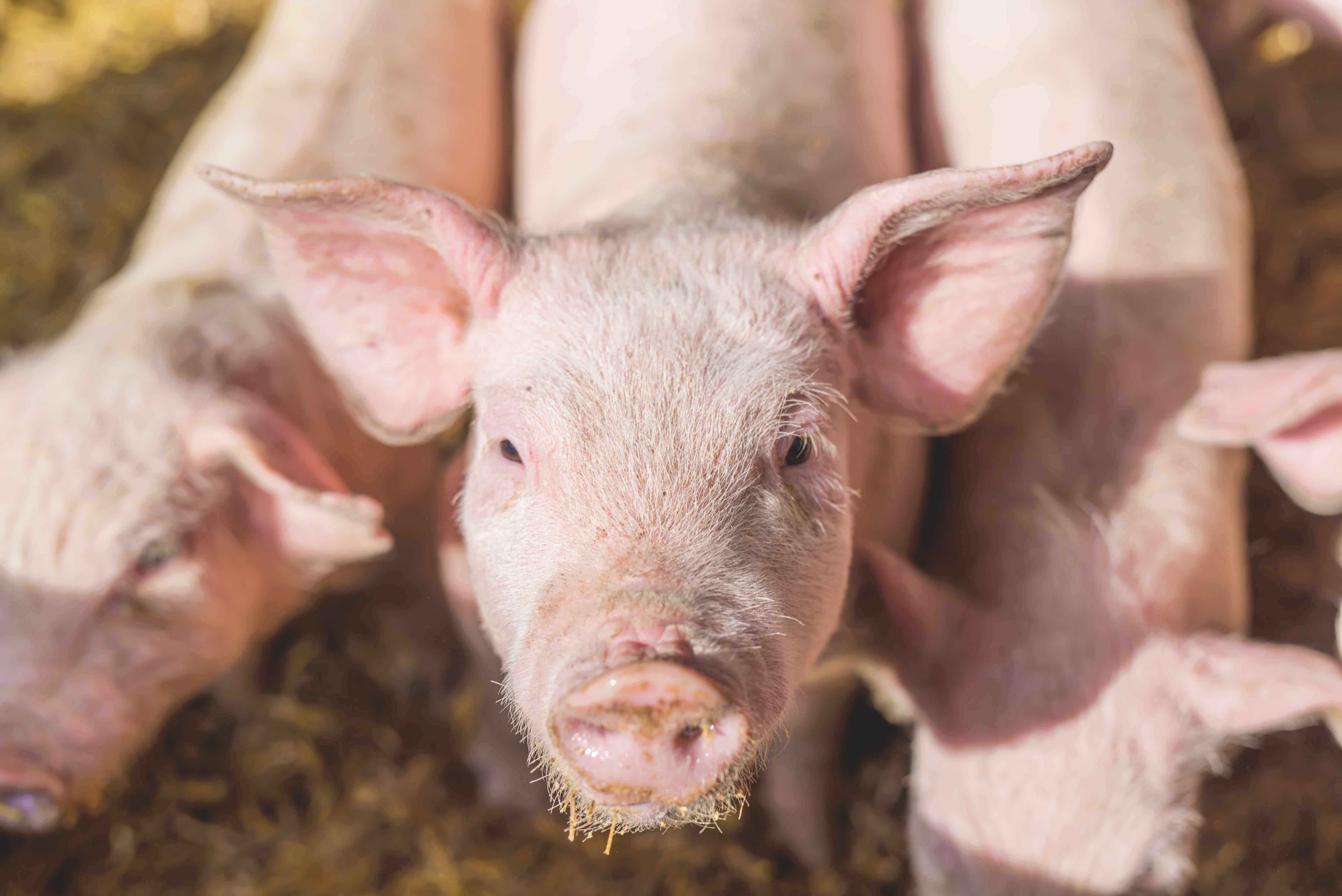 Close up of photo of a pig