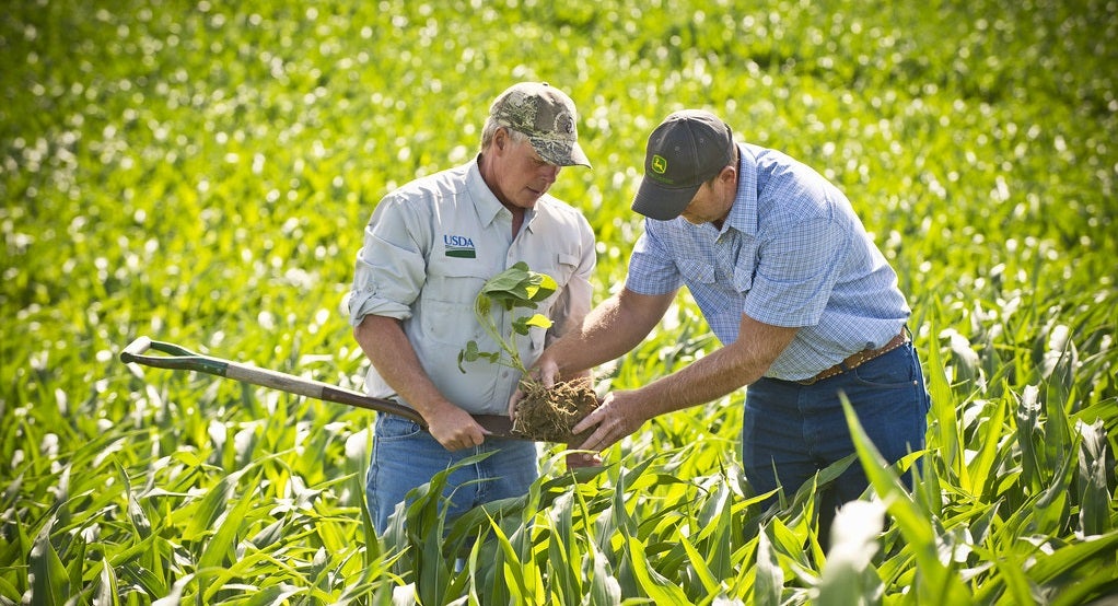 A farmer and extension agent examine soil health in a corn field.
