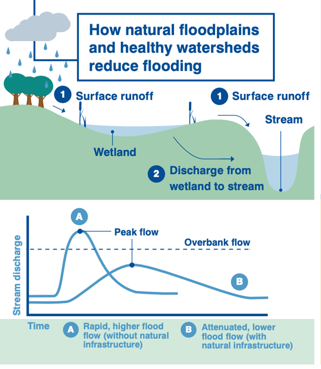 natural floodplains