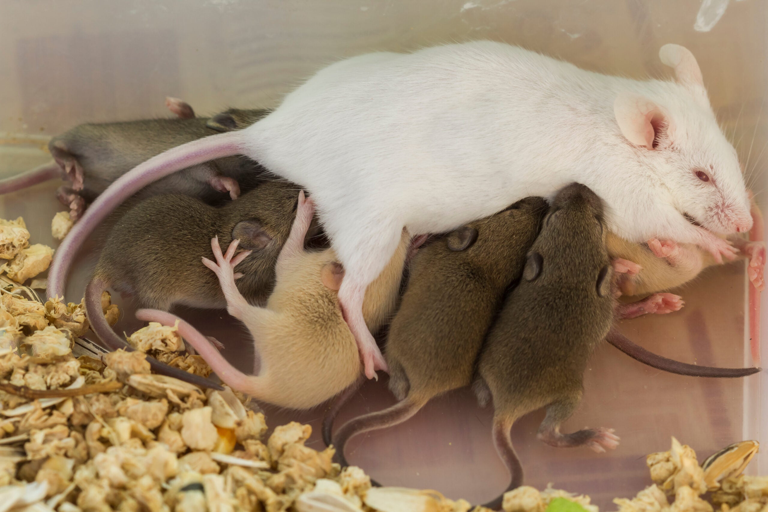 Female rat nursing multiple pups