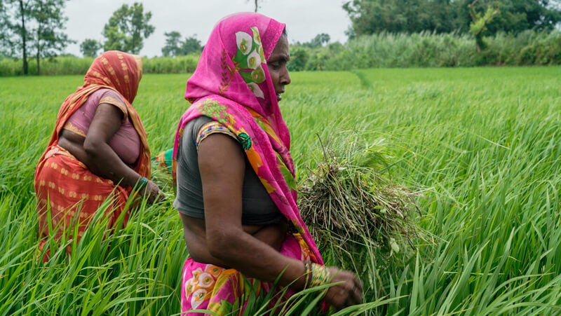 Women weed the field in Bagaha, West Champaran, Bihar. The field has a water level indicator provided by EDF. The field also needs less urea than the surrounding fields.