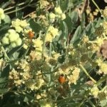 Crop-switching in the megadrought: Can guayule help Arizona farmers use less water?