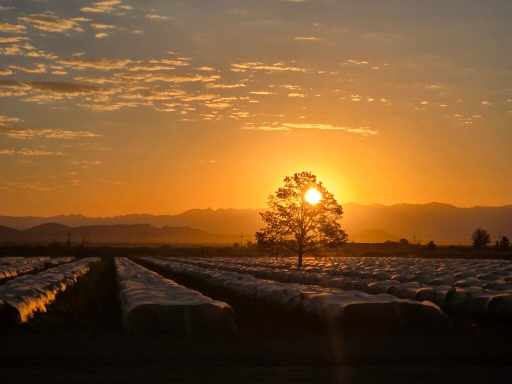 A sunrise peeking through a tree on a farm, more details in caption