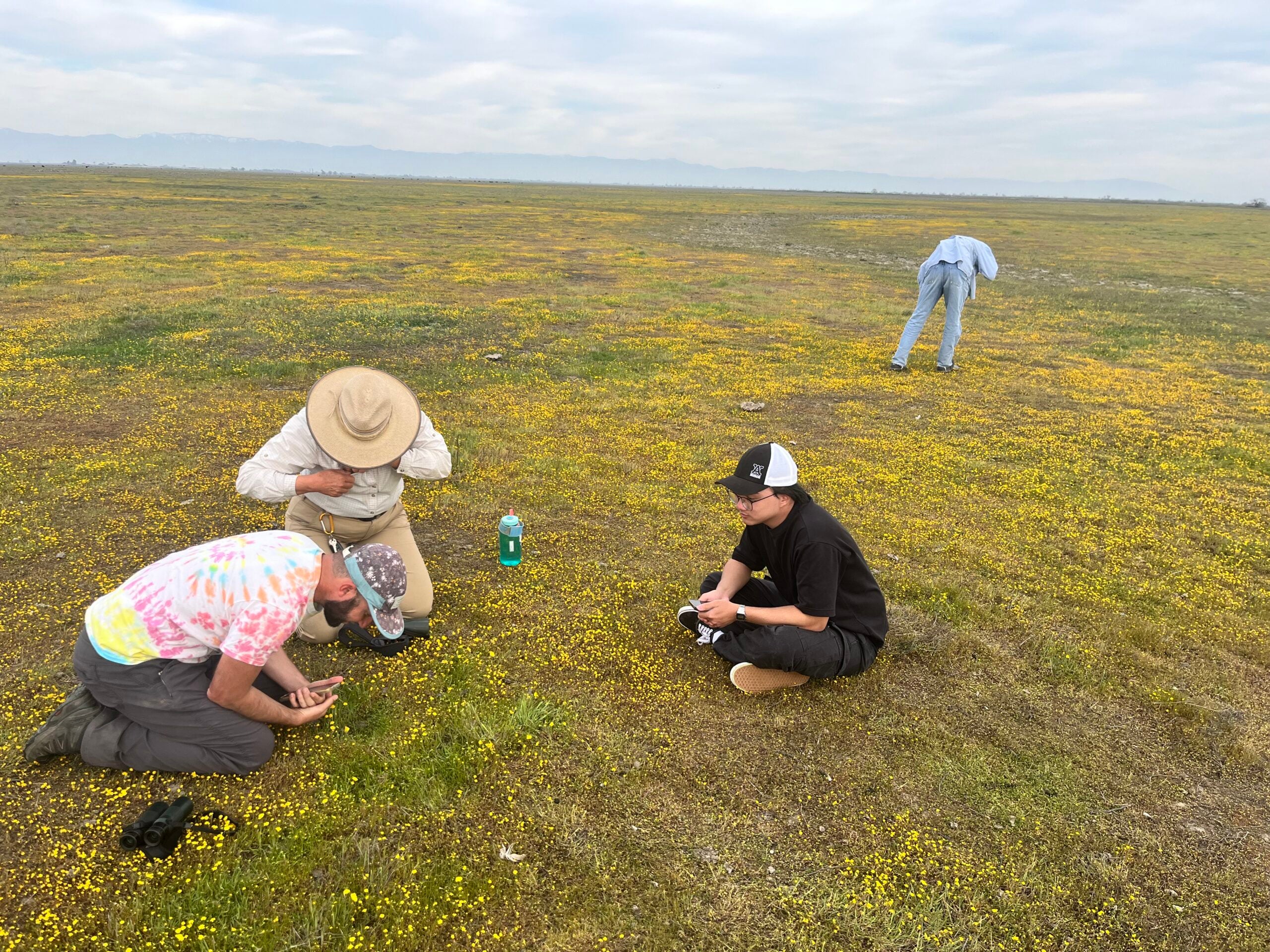Field with short yellow wildflowers that has been converted from irrigated agriculture to upload habitat.