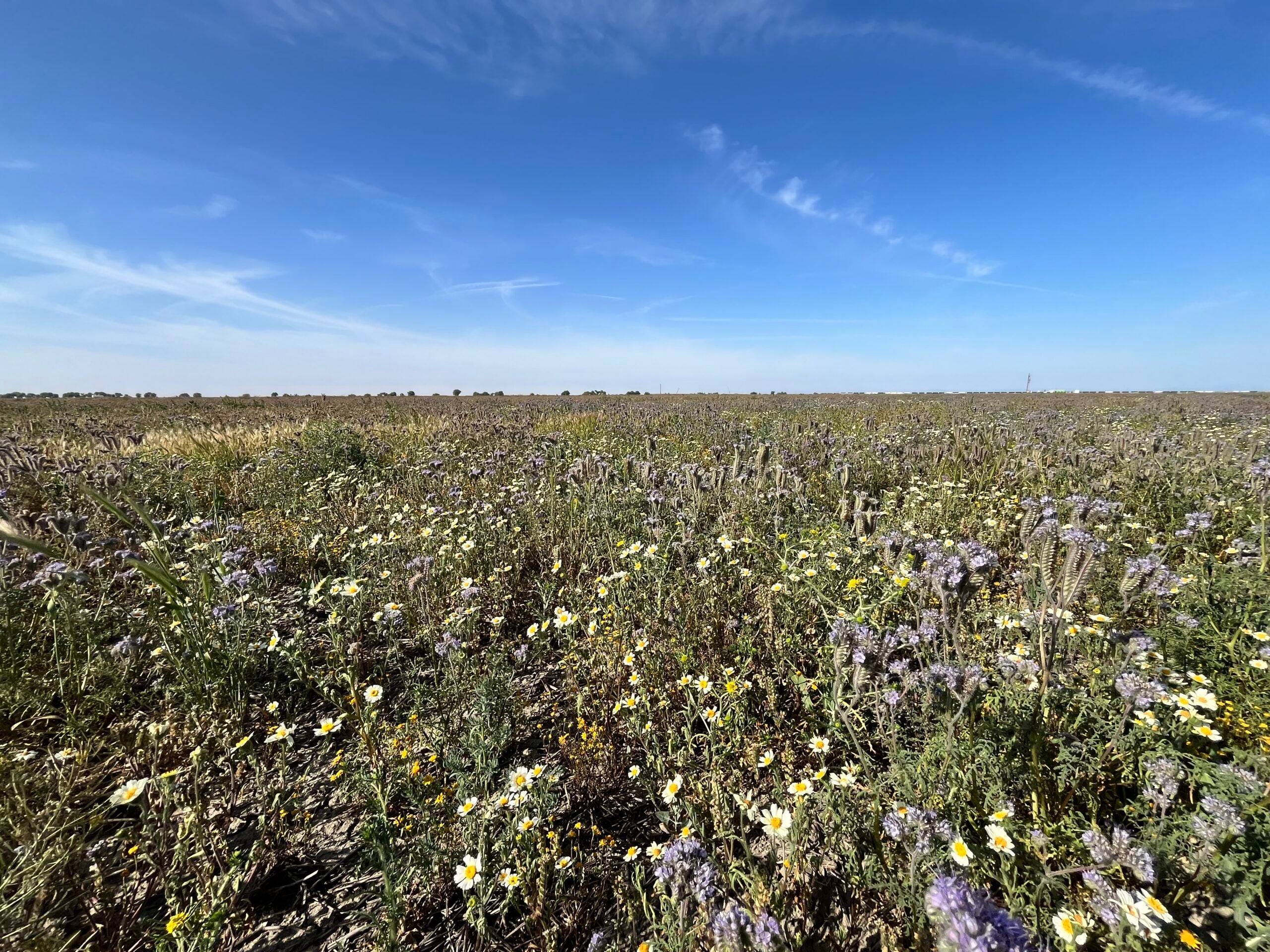 Wildflowers on former farmland