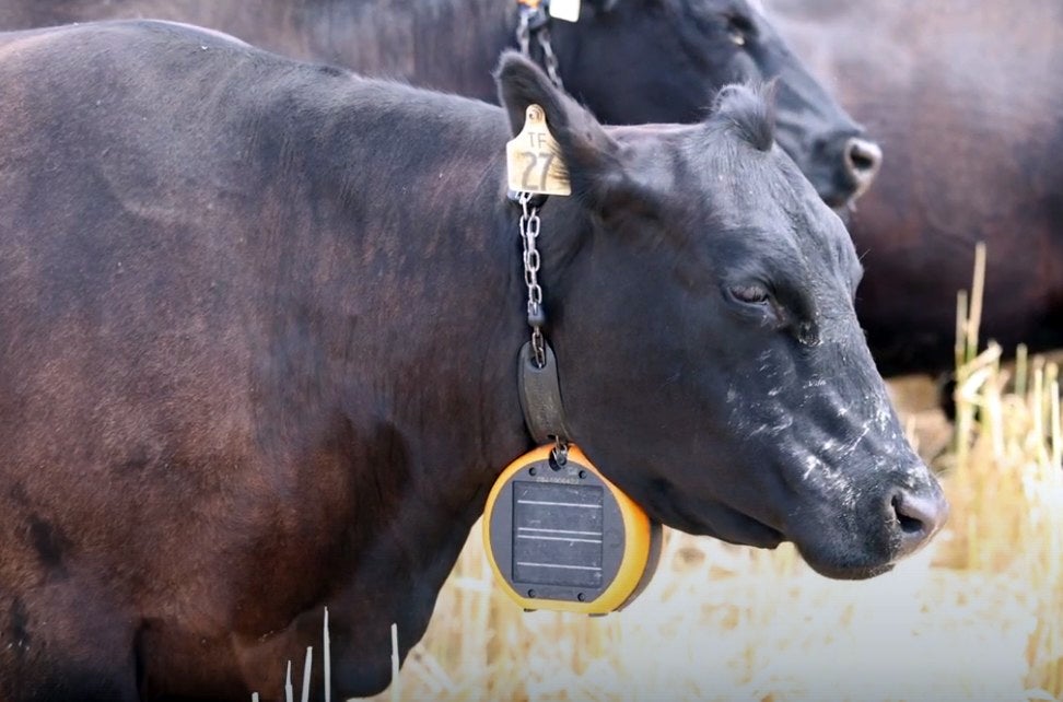 cow profile with solar-powered colar around its neck