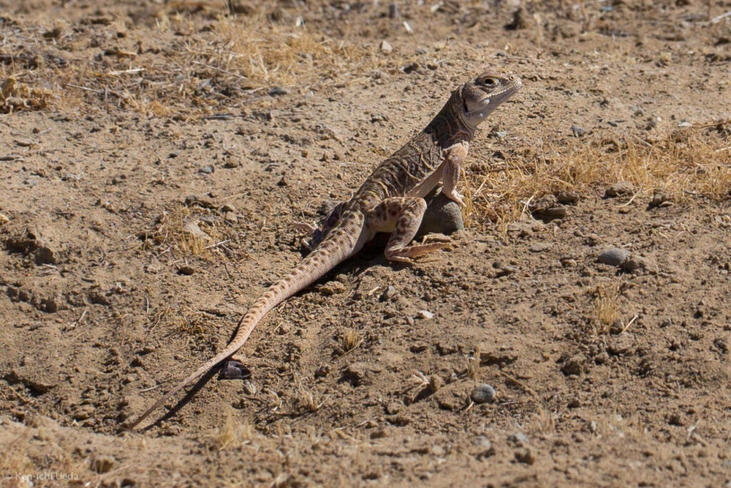 blunt-nosed leopard lizard