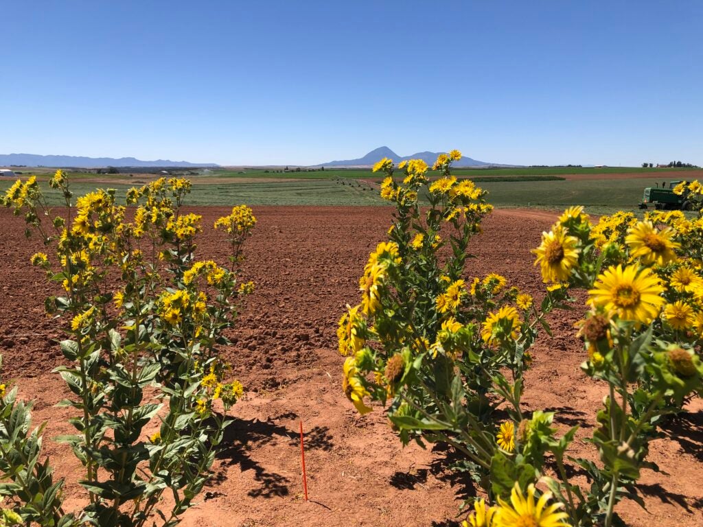 Native sunflowers